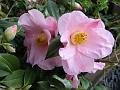 2014-0225-1305_Camellia_10,1C